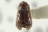  ( - CNC COLEO 00138810)  @11 [ ] CreativeCommons - Attribution (2012) CNC/CBG Photography Group Centre for Biodiversity Genomics