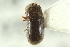  ( - CNC COLEO 00138812)  @11 [ ] CreativeCommons - Attribution (2012) CNC/CBG Photography Group Centre for Biodiversity Genomics