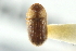  (Hypothenemus hampei - CNC COLEO 00138813)  @11 [ ] CreativeCommons - Attribution (2012) CNC/CBG Photography Group Centre for Biodiversity Genomics
