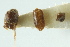  ( - CNC COLEO 00138814)  @11 [ ] CreativeCommons - Attribution (2012) CNC/CBG Photography Group Centre for Biodiversity Genomics