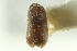 ( - CNC COLEO 00138816)  @11 [ ] CreativeCommons - Attribution (2012) CNC/CBG Photography Group Centre for Biodiversity Genomics