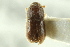  ( - CNC COLEO 00138817)  @11 [ ] CreativeCommons - Attribution (2012) CNC/CBG Photography Group Centre for Biodiversity Genomics