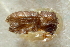  (Hypothenemus californicus - CNC COLEO 00138820)  @11 [ ] CreativeCommons - Attribution (2012) CNC/CBG Photography Group Centre for Biodiversity Genomics