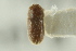  ( - CNC COLEO 00138826)  @11 [ ] CreativeCommons - Attribution (2012) CNC/CBG Photography Group Centre for Biodiversity Genomics