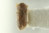 ( - CNC COLEO 00138827)  @11 [ ] CreativeCommons - Attribution (2012) CNC/CBG Photography Group Centre for Biodiversity Genomics