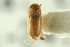  (Hypothenemus columbi - CNC COLEO 00138830)  @11 [ ] CreativeCommons - Attribution (2012) CNC/CBG Photography Group Centre for Biodiversity Genomics