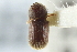  ( - CNC COLEO 00138831)  @11 [ ] CreativeCommons - Attribution (2012) CNC/CBG Photography Group Centre for Biodiversity Genomics
