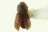  (Hypothenemus dissimilis - CNC COLEO 00138832)  @11 [ ] CreativeCommons - Attribution (2012) CNC/CBG Photography Group Centre for Biodiversity Genomics