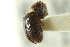  (Hypothenemus erectus - CNC COLEO 00138835)  @12 [ ] CreativeCommons - Attribution (2012) CNC/CBG Photography Group Centre for Biodiversity Genomics