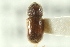  ( - CNC COLEO 00138839)  @11 [ ] CreativeCommons - Attribution (2012) CNC/CBG Photography Group Centre for Biodiversity Genomics