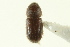  (Hypothenemus interstitialis - CNC COLEO 00138841)  @11 [ ] CreativeCommons - Attribution (2012) CNC/CBG Photography Group Centre for Biodiversity Genomics