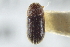  (Hypothenemus obscurus - CNC COLEO 00138844)  @11 [ ] CreativeCommons - Attribution (2012) CNC/CBG Photography Group Centre for Biodiversity Genomics