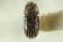  ( - CNC COLEO 00138846)  @11 [ ] CreativeCommons - Attribution (2012) CNC/CBG Photography Group Centre for Biodiversity Genomics