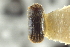 (Hypothenemus squamosus - CNC COLEO 00138852)  @11 [ ] CreativeCommons - Attribution (2012) CNC/CBG Photography Group Centre for Biodiversity Genomics