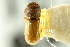  (Stegomerus - CNC COLEO 00138870)  @11 [ ] CreativeCommons - Attribution (2012) CNC/CBG Photography Group Centre for Biodiversity Genomics