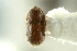  (Hypothenemus exiguus - CNC COLEO 00138873)  @11 [ ] CreativeCommons - Attribution (2012) CNC/CBG Photography Group Centre for Biodiversity Genomics