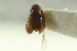  ( - CNC COLEO 00138876)  @11 [ ] CreativeCommons - Attribution (2012) CNC/CBG Photography Group Centre for Biodiversity Genomics