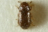  ( - CNC COLEO 00138877)  @11 [ ] CreativeCommons - Attribution (2012) CNC/CBG Photography Group Centre for Biodiversity Genomics