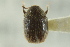  (Acacicis atomarius - CNC COLEO 00138902)  @11 [ ] CreativeCommons - Attribution (2012) CNC/CBG Photography Group Centre for Biodiversity Genomics
