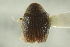  ( - CNC COLEO 00138903)  @11 [ ] CreativeCommons - Attribution (2012) CNC/CBG Photography Group Centre for Biodiversity Genomics