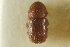  (Dactylotrypes - CNC COLEO 00138941)  @11 [ ] CreativeCommons - Attribution (2012) CNC/CBG Photography Group Centre for Biodiversity Genomics