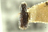  ( - CNC COLEO 00138946)  @11 [ ] CreativeCommons - Attribution (2012) CNC/CBG Photography Group Centre for Biodiversity Genomics