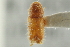  ( - CNC COLEO 00138947)  @11 [ ] CreativeCommons - Attribution (2012) CNC/CBG Photography Group Centre for Biodiversity Genomics