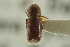  ( - CNC COLEO 00138949)  @13 [ ] CreativeCommons - Attribution (2012) CNC/CBG Photography Group Centre for Biodiversity Genomics