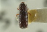  ( - CNC COLEO 00138951)  @13 [ ] CreativeCommons - Attribution (2012) CNC/CBG Photography Group Centre for Biodiversity Genomics