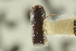  (Dendrocranulus declivis - CNC COLEO 00138953)  @11 [ ] CreativeCommons - Attribution (2012) CNC/CBG Photography Group Centre for Biodiversity Genomics