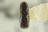  ( - CNC COLEO 00138954)  @11 [ ] CreativeCommons - Attribution (2012) CNC/CBG Photography Group Centre for Biodiversity Genomics