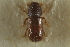  ( - CNC COLEO 00138956)  @11 [ ] CreativeCommons - Attribution (2012) CNC/CBG Photography Group Centre for Biodiversity Genomics