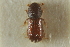  ( - CNC COLEO 00138957)  @11 [ ] CreativeCommons - Attribution (2012) CNC/CBG Photography Group Centre for Biodiversity Genomics
