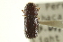  ( - CNC COLEO 00138961)  @11 [ ] CreativeCommons - Attribution (2012) CNC/CBG Photography Group Centre for Biodiversity Genomics