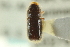  ( - CNC COLEO 00138966)  @12 [ ] CreativeCommons - Attribution (2012) CNC/CBG Photography Group Centre for Biodiversity Genomics