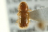  ( - CNC COLEO 00138968)  @13 [ ] CreativeCommons - Attribution (2012) CNC/CBG Photography Group Centre for Biodiversity Genomics
