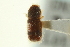  ( - CNC COLEO 00138970)  @11 [ ] CreativeCommons - Attribution (2012) CNC/CBG Photography Group Centre for Biodiversity Genomics