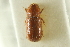  ( - CNC COLEO 00138975)  @11 [ ] CreativeCommons - Attribution (2012) CNC/CBG Photography Group Centre for Biodiversity Genomics