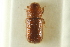  ( - CNC COLEO 00138976)  @11 [ ] CreativeCommons - Attribution (2012) CNC/CBG Photography Group Centre for Biodiversity Genomics
