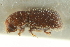  ( - CNC COLEO 00138977)  @11 [ ] CreativeCommons - Attribution (2012) CNC/CBG Photography Group Centre for Biodiversity Genomics