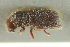  ( - CNC COLEO 00138978)  @11 [ ] CreativeCommons - Attribution (2012) CNC/CBG Photography Group Centre for Biodiversity Genomics