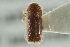  ( - CNC COLEO 00138979)  @11 [ ] CreativeCommons - Attribution (2012) CNC/CBG Photography Group Centre for Biodiversity Genomics