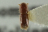  ( - CNC COLEO 00138985)  @11 [ ] CreativeCommons - Attribution (2012) CNC/CBG Photography Group Centre for Biodiversity Genomics