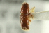  ( - CNC COLEO 00138986)  @12 [ ] CreativeCommons - Attribution (2012) CNC/CBG Photography Group Centre for Biodiversity Genomics
