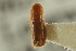  (Dryoxylon - CNC COLEO 00138987)  @12 [ ] CreativeCommons - Attribution (2012) CNC/CBG Photography Group Centre for Biodiversity Genomics