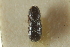  ( - CNC COLEO 00138999)  @11 [ ] CreativeCommons - Attribution (2012) CNC/CBG Photography Group Centre for Biodiversity Genomics