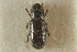  (Thamnurgus - CNC COLEO 00139000)  @13 [ ] CreativeCommons - Attribution (2012) CNC/CBG Photography Group Centre for Biodiversity Genomics