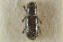  ( - CNC COLEO 00139001)  @11 [ ] CreativeCommons - Attribution (2012) CNC/CBG Photography Group Centre for Biodiversity Genomics