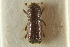  ( - CNC COLEO 00139002)  @11 [ ] CreativeCommons - Attribution (2012) CNC/CBG Photography Group Centre for Biodiversity Genomics