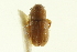  ( - CNC COLEO 00139008)  @11 [ ] CreativeCommons - Attribution (2012) CNC/CBG Photography Group Centre for Biodiversity Genomics